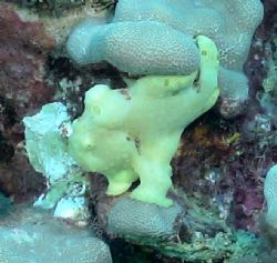 Kona, frogfish blending in. by Mike Bisnett 